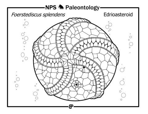 Prehistoric Edrioasteroidea (Foerstediscus Splendens) Coloring Page